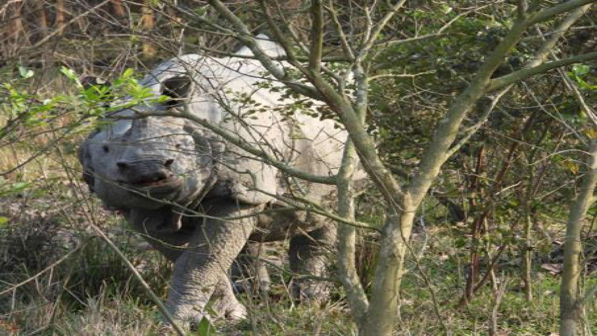 PM hails Assam's effort to stop rhino poaching