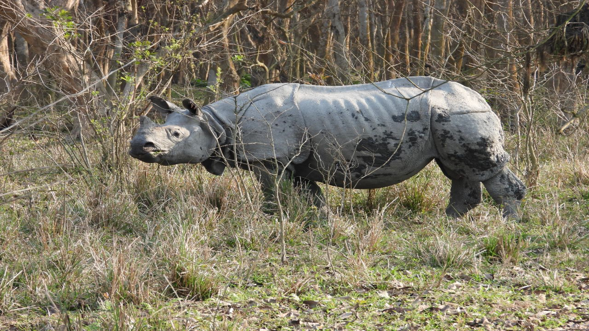 PM hails Assam's effort to stop rhino poaching