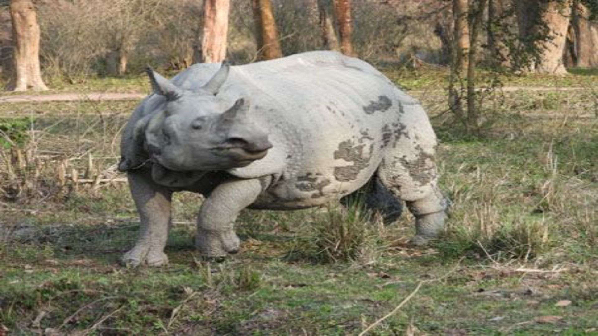 PM hails Assam's effort to stop rhino poaching