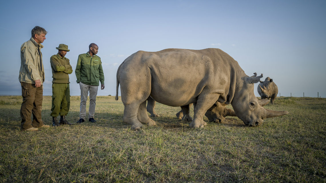 Saving the northern white rhino from complete extinction through in