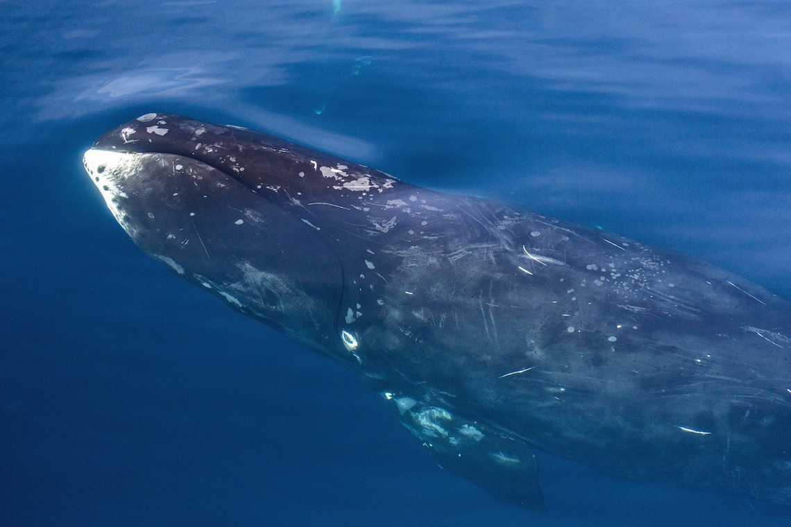 baleen whale