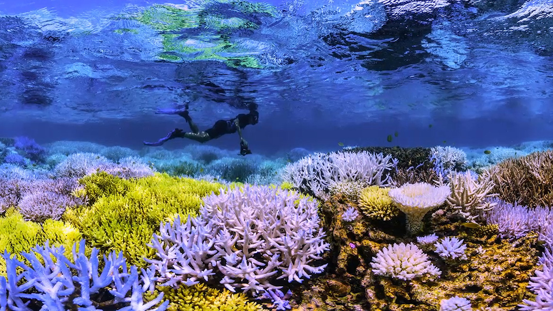 chasing-coral-the-documentary-on-coral-reefs-that-makes-us-all-feel-involved-lifegate