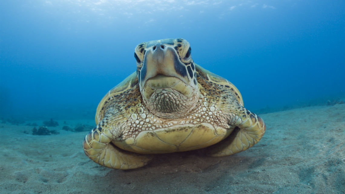 Largest Marine Sanctuary In The World