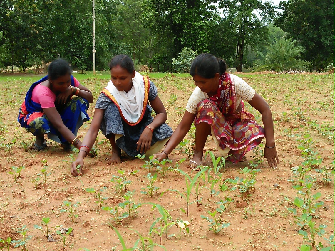 Organic farming is changing the lives of tribal peoples in India, and ...