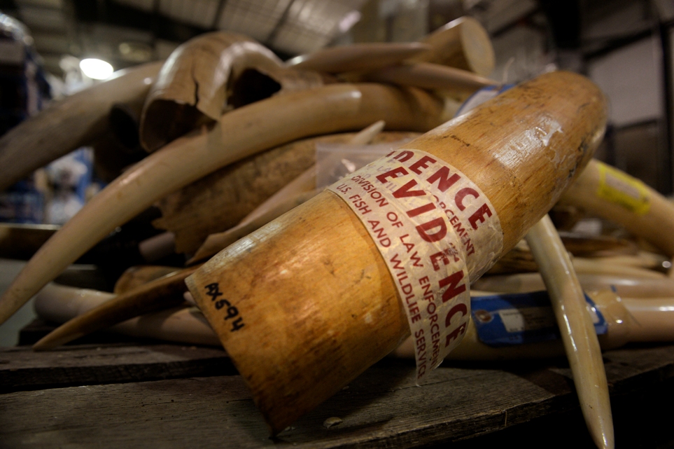 A Near Total Ban On Ivory Coming Soon To The United States   Ivory Figurines Raw Polished And Carved Tusks Confiscated And Ready To Be Crushed © Joe Amon GettyImages 