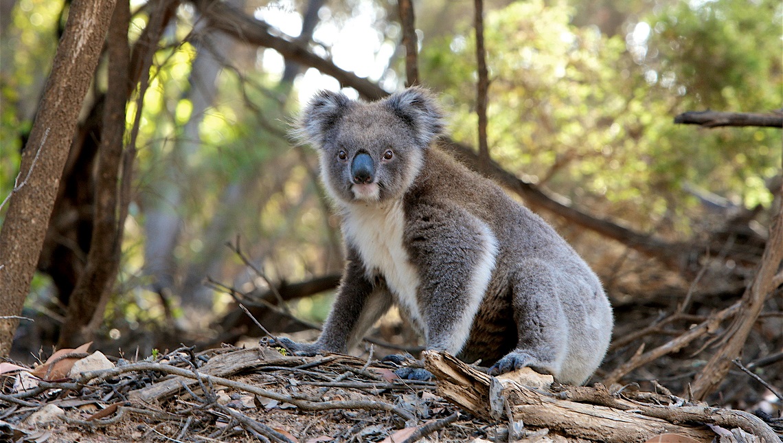 Koalas are functionally extinct LifeGate