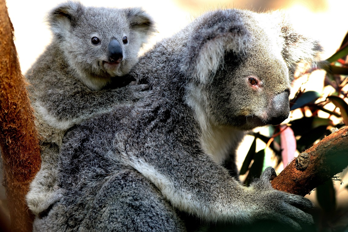 Koalas Are Functionally Extinct Lifegate