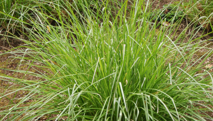 Vetiver. The plant that prevents hydrogeological instability | LifeGate