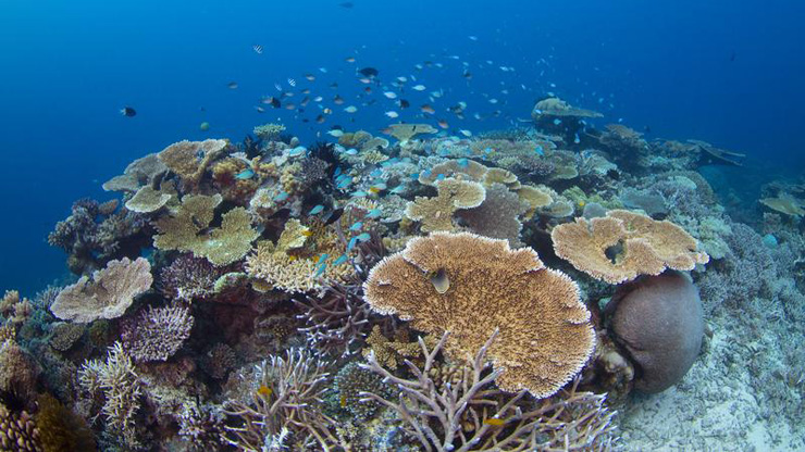 The Great Barrier Reef and Reef 2050: Greenpeace's 5 NOs | LifeGate