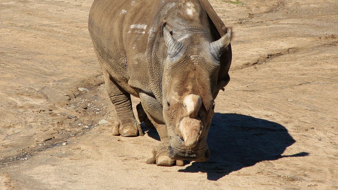 Sudan, the last male northern white rhino, has died | LifeGate