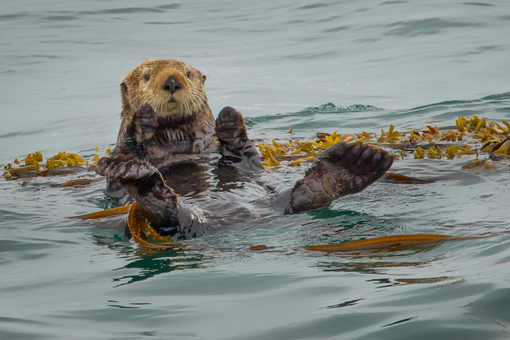 sea-otters-help-fight-climate-change