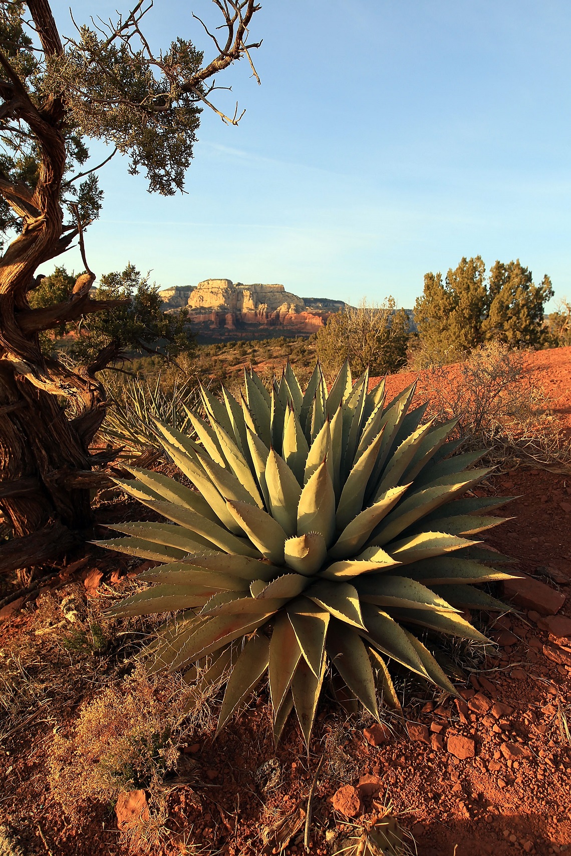 Endangered Plant Species In Arizona