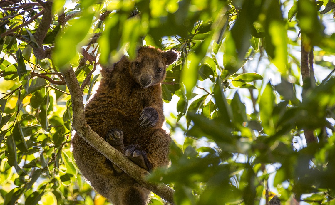 5 Animals That Choose To Live On Trees LifeGate