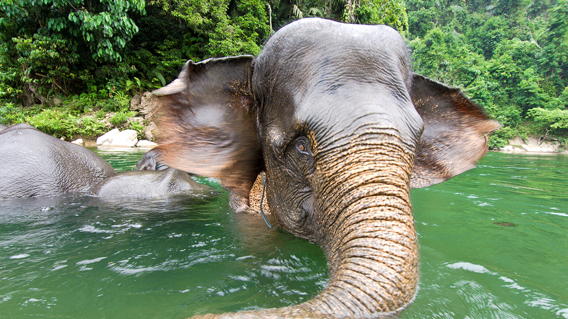 The Leuser Ecosystem, the last place on Earth that needs to be ...