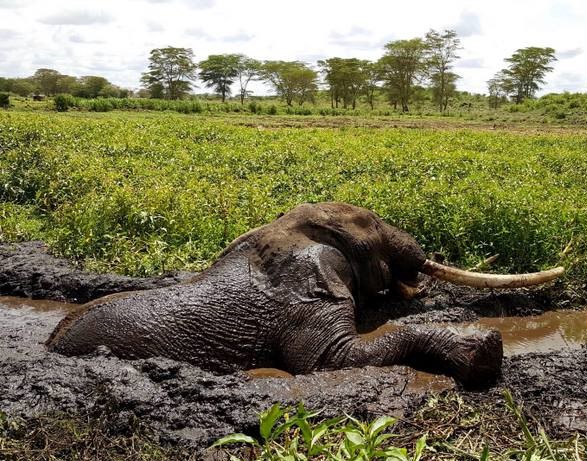 Tim The Elephant Dies In Kenya: Africa Loses One Of Its Last Giant ...