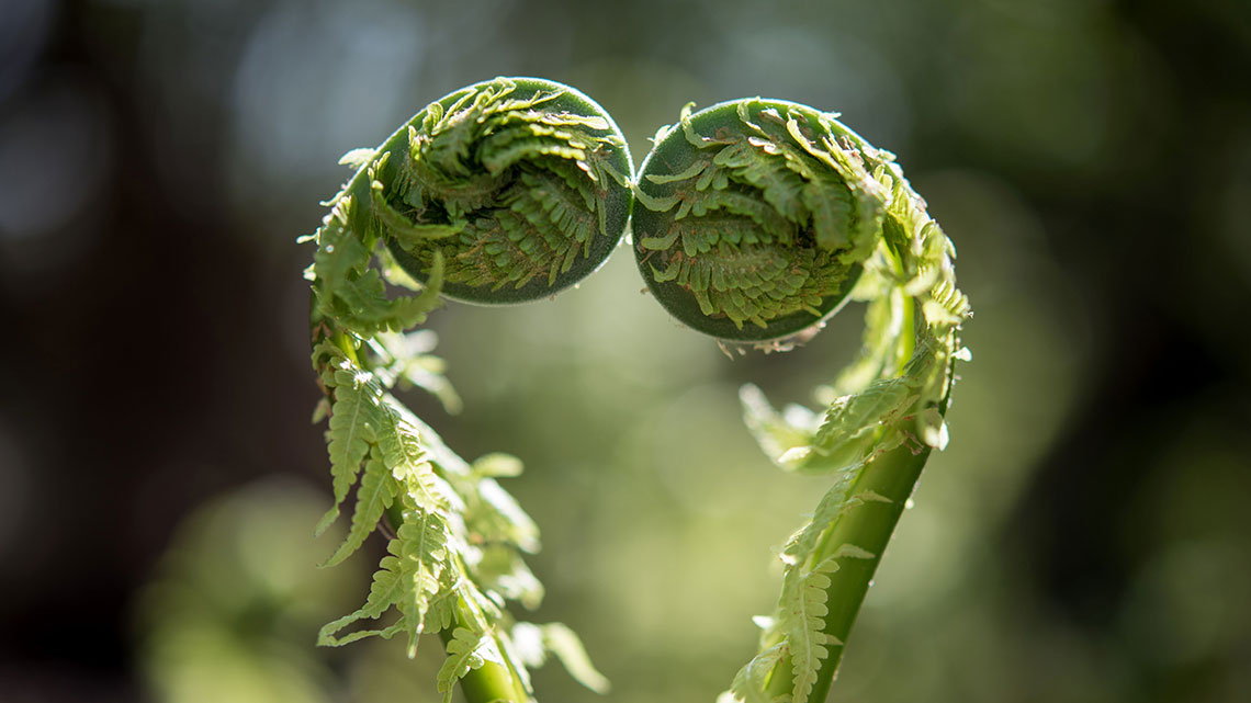 What Is A Plant Behaviour