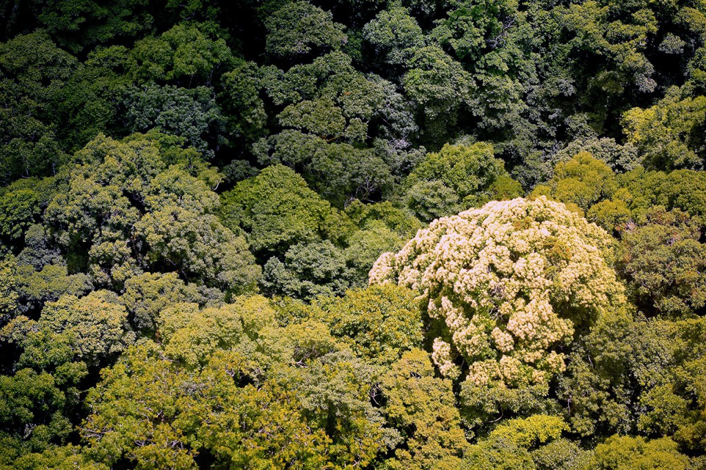 how-many-trees-there-are-in-the-world-and-how-many-we-cut-down-every