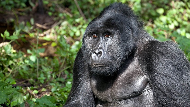 Gorillas could become extinct within 10 years | LifeGate