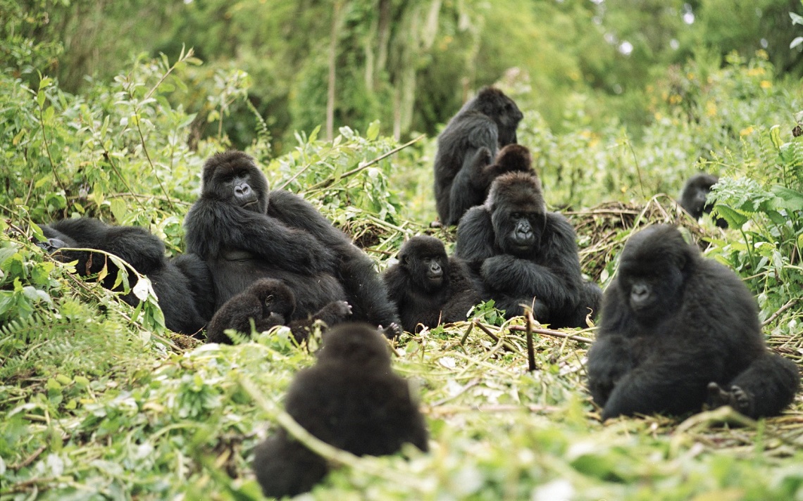 Gorillas Hum And Sing While They Eat Lifegate
