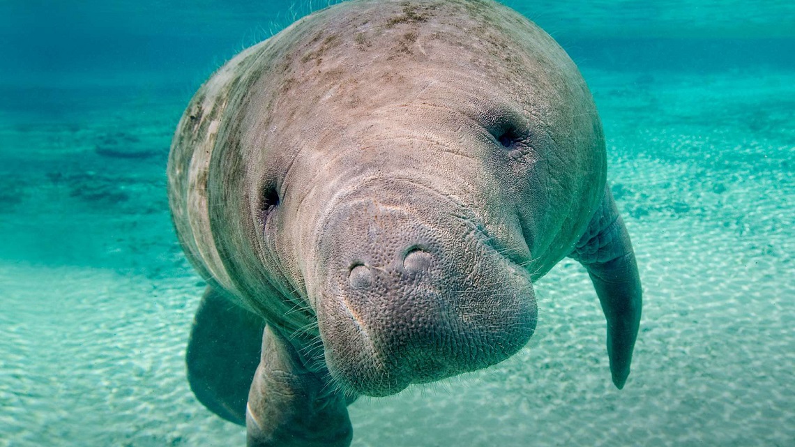 Manatees return to Guadeloupe after more than a century | LifeGate