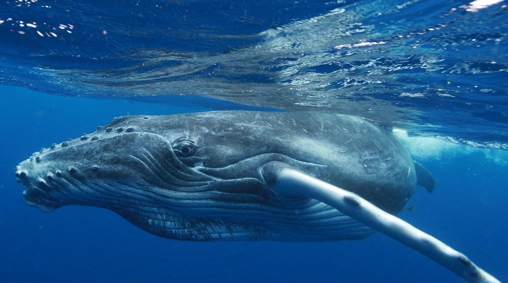 Australia, humpback whales are back after a ban on hunting | LifeGate