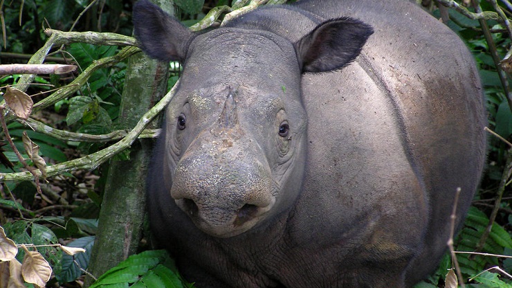 Another giant has left us: the Sumatran rhino is extinct in the wild in