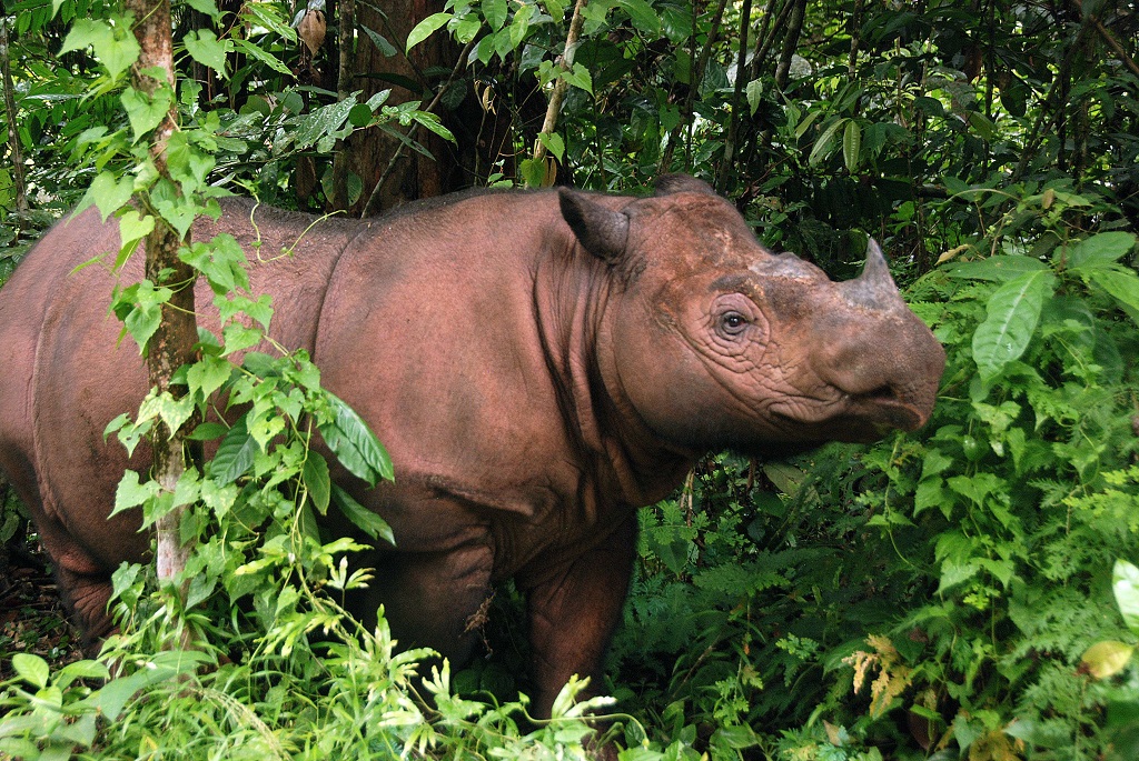 sumatran rhinoceros