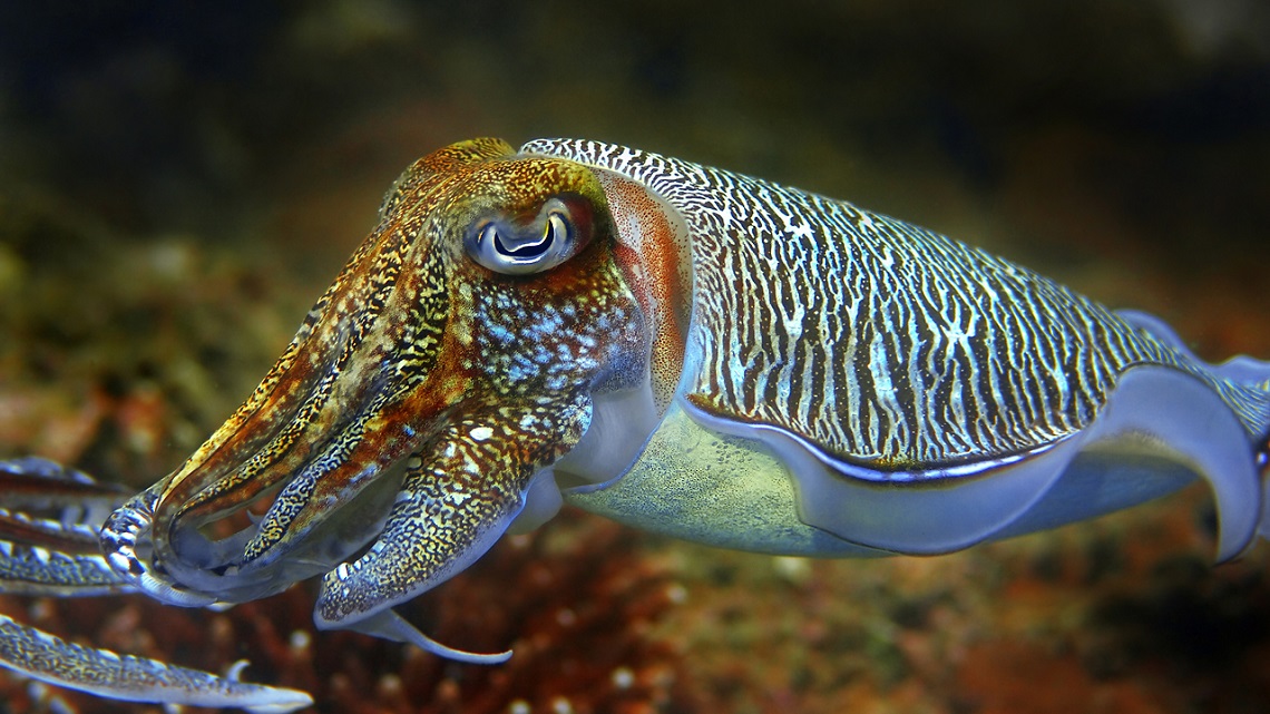 the-beauty-of-cephalopods-why-we-must-protect-them-lifegate