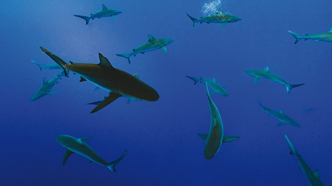 Shark hotspots are being overtaken by industrial fisheries, leaving the ...