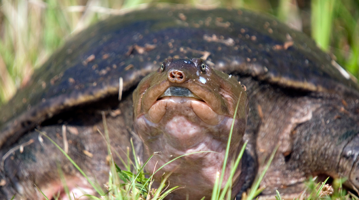 Endangered turtle released to the wild instead of ending in a soup ...