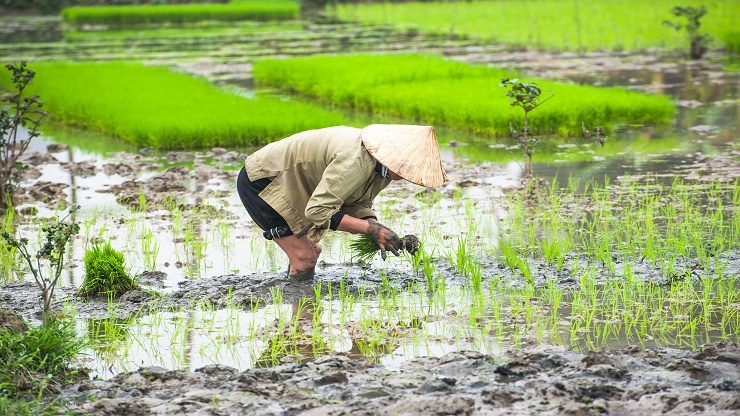 Vietnam, climate crisis | LifeGate